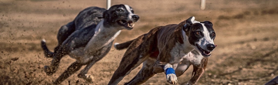 Two greyhounds racing